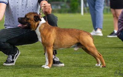 Étalon Staffordshire Bull Terrier - Sharoc ready aka sid Of English Stafford