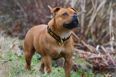 Étalon Staffordshire Bull Terrier - U are captain marvel House Of Warrior