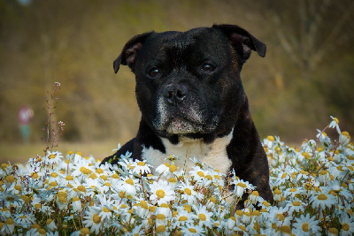 Étalon Staffordshire Bull Terrier - CH. Funkmaster flex des kitchou'Pitchou