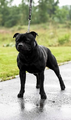 Étalon Staffordshire Bull Terrier - Tricastaff Naughty by nature
