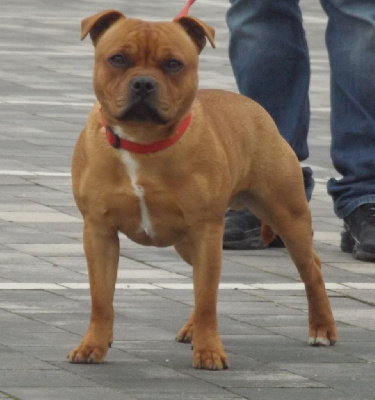 Étalon Staffordshire Bull Terrier - Max of Imperial Red Bull