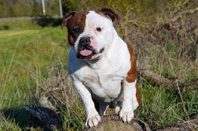 Étalon Staffordshire Bull Terrier - Narcos wanted forever De la crique du Flojule