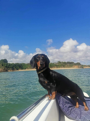 Étalon Teckel - Ilex Auréu's Njobe