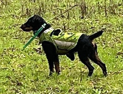 Étalon Terrier de chasse allemand - Tzarina de l'étang de la commanderie