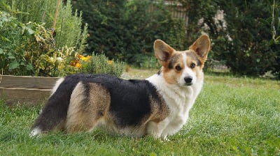 Étalon Welsh Corgi Pembroke - Thelma tite pem du lac d'andoria