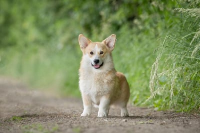 Étalon Welsh Corgi Pembroke - Yantar iz stolitsy urala