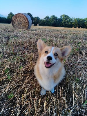 Étalon Welsh Corgi Pembroke - Scarlett du lac d'andoria