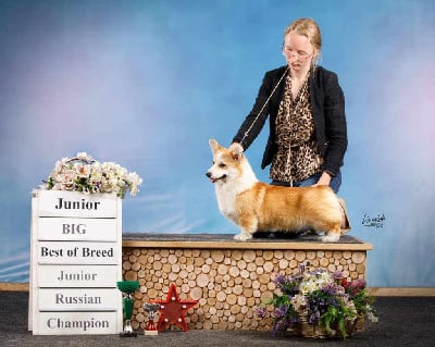 Étalon Welsh Corgi Pembroke - CH. Hakuna matata iz imperii adamant