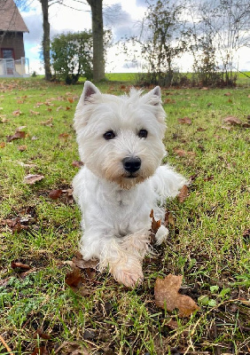Étalon West Highland White Terrier - Rebelle Des Sentiers du Perche