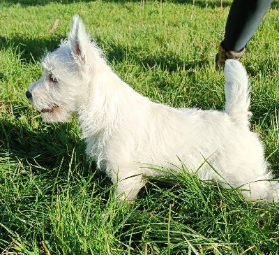 Étalon West Highland White Terrier - Tic-tac Des mats des oyats