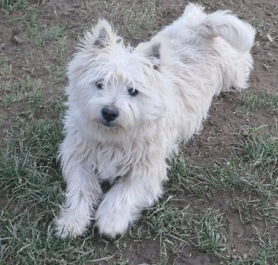 Étalon West Highland White Terrier - Scully De la paix retrouvee