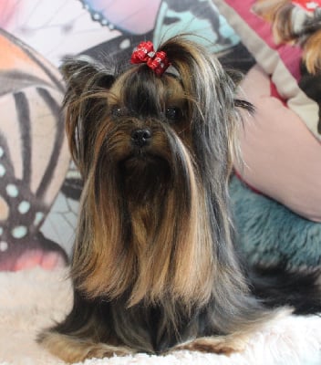 Étalon Yorkshire Terrier - denstail Rebekka