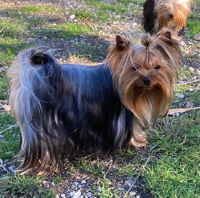 Étalon Yorkshire Terrier - Tilbury De lou Simbeo