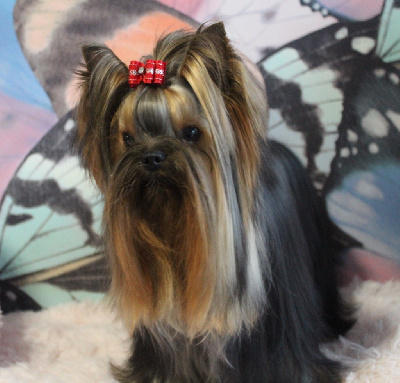 Étalon Yorkshire Terrier - fairy flame pina kolada