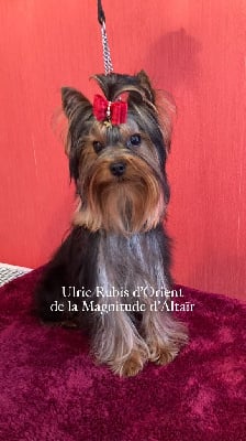 Étalon Yorkshire Terrier - Ulric rubis d orient de la Magnitude d'Altaïr