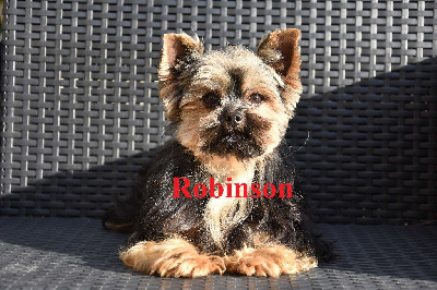 Étalon Yorkshire Terrier - Robinson du clos d'Astepha