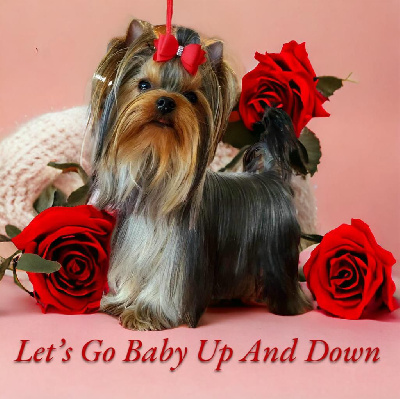 Étalon Yorkshire Terrier - Let's Go Baby Up and down