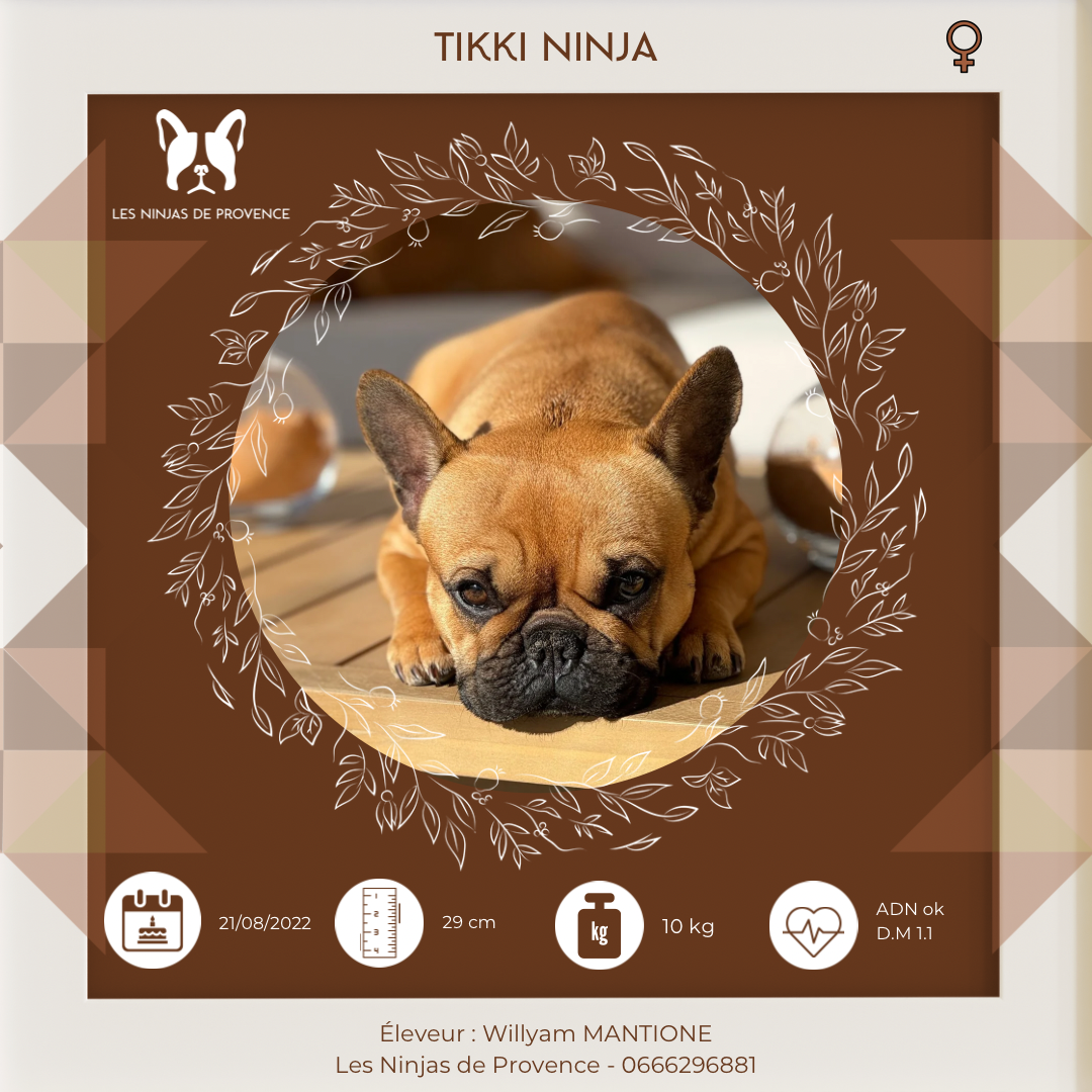 Publication : les Ninjas de Provence Auteur : Willyam Mantione