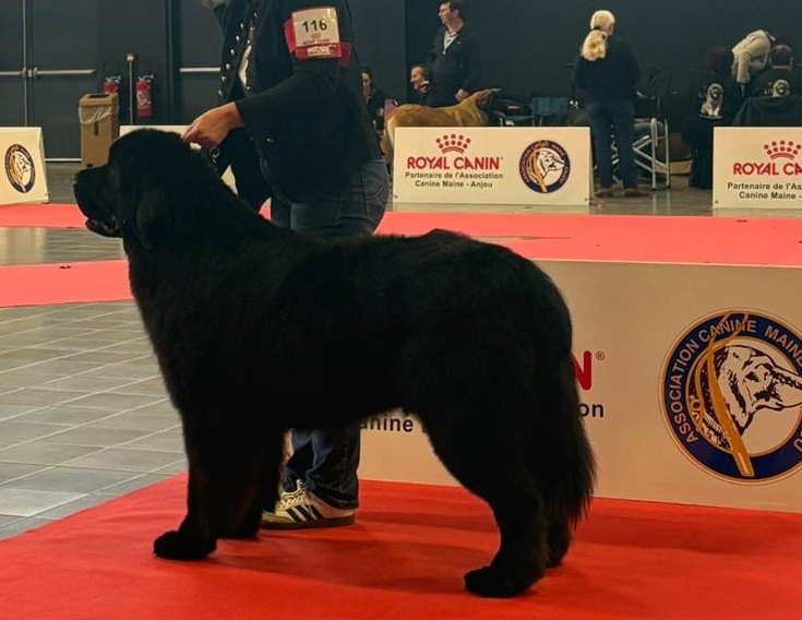 Publication : des Ours de Peronne 