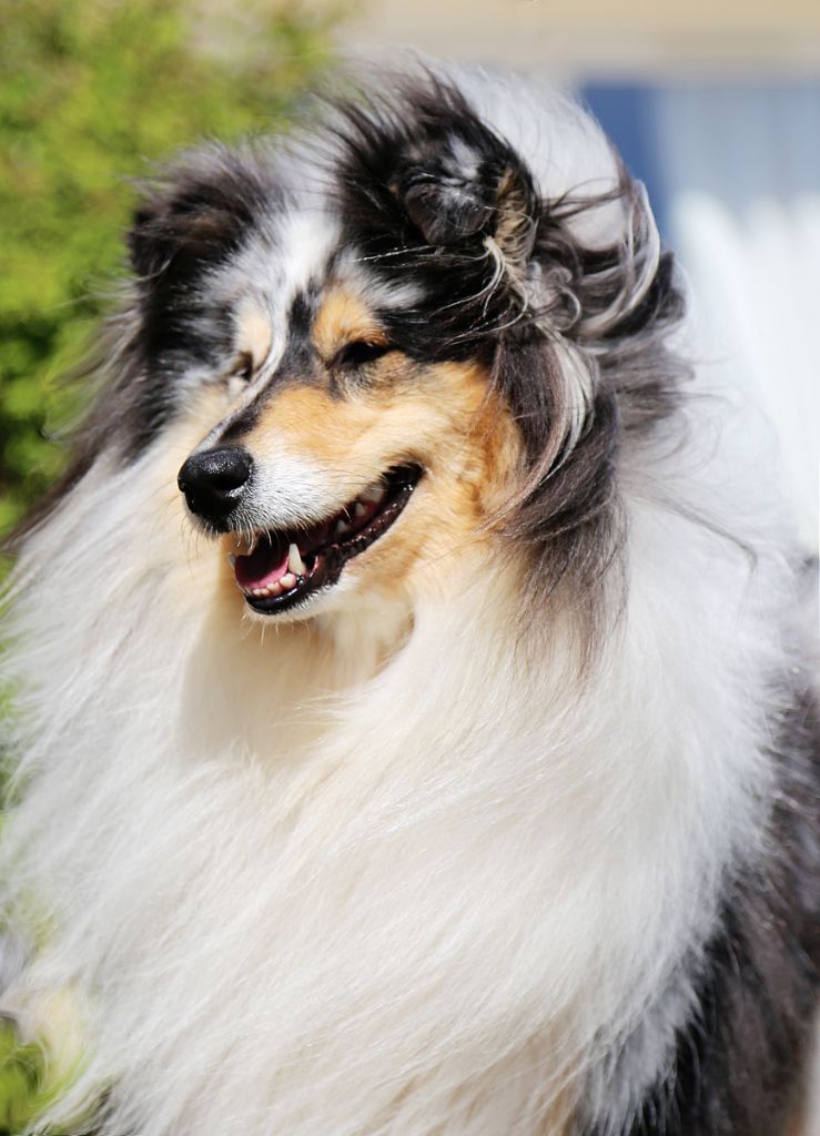 Publication : De cabrenysset Auteur : Béatrice Agoutin