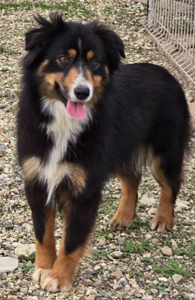 Publication : Du Domaine Du Clos Australien 