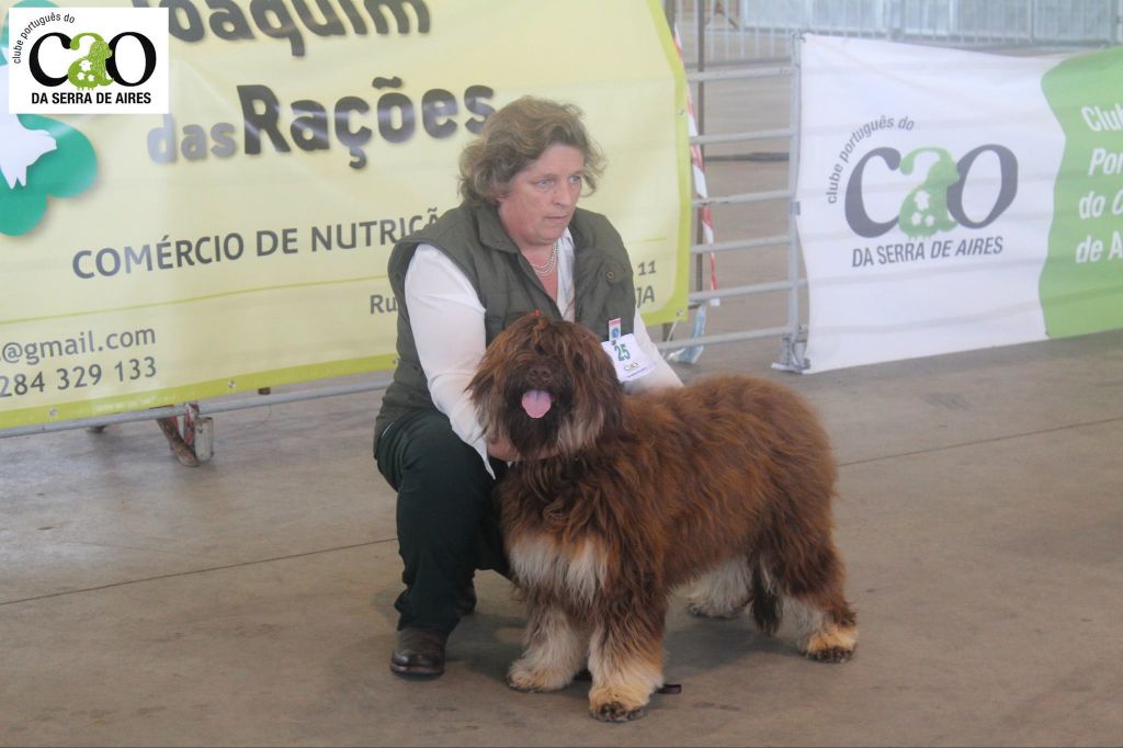 CH. Borracho de cetobriga