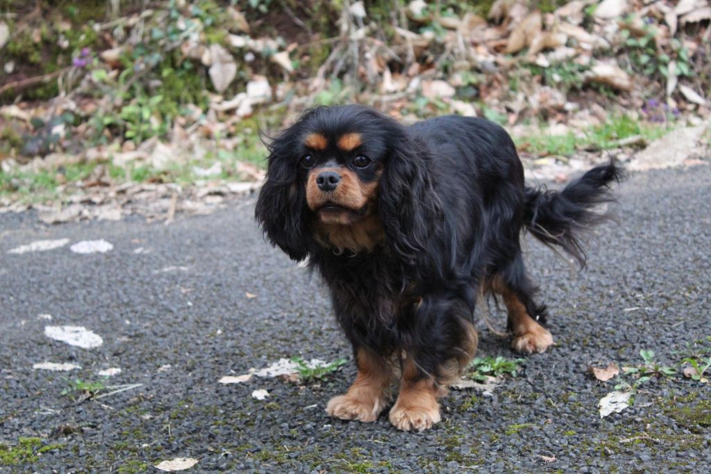 Publication : Des Perles Du Phénix