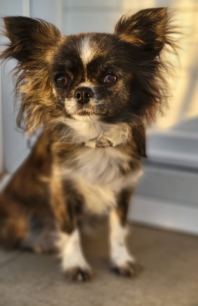 Auteur : L' Harmonik' Anlyba