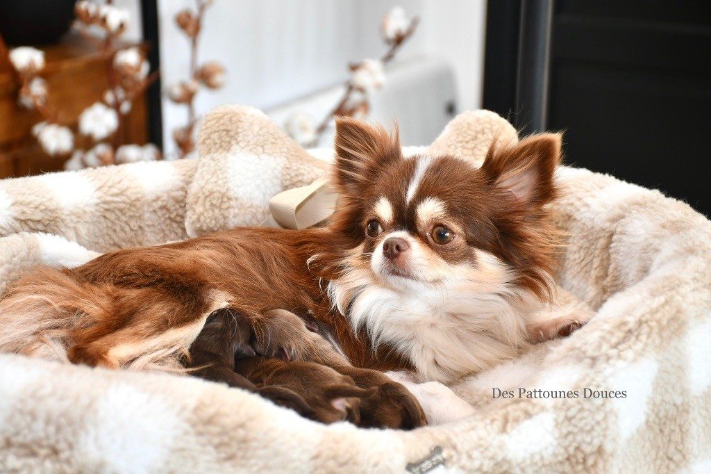 Publication : Des Pattounes Douces 