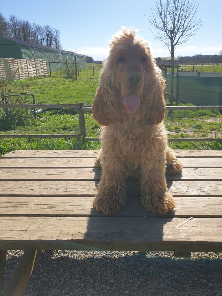 Publication : Du Pech De La Ginestelle