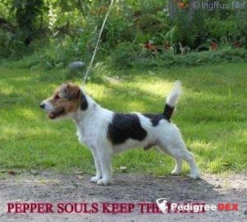 pepper souls Keep the faith