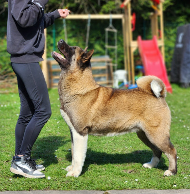 Étalon Akita americain - Santa fe Of Bear's Park