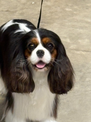 Étalon Cavalier King Charles Spaniel - CH. Utopia De Toucy Blue