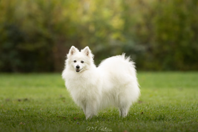 Étalon Spitz japonais - CH. Tina Du Temple Des Spitz