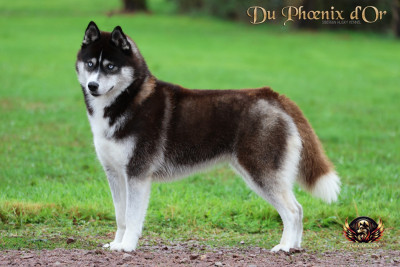 Étalon Siberian Husky - Uncover black pearl Du Phoenix D'Or