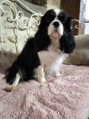 Étalon Cavalier King Charles Spaniel - Umami De La Vallée Du Montois