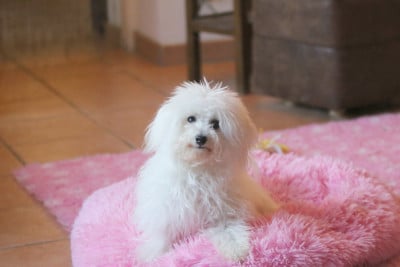 Étalon Bichon Frise - Tennessee de la Felhotte