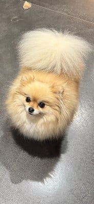 Étalon Spitz allemand - Seppi (Sans Affixe)