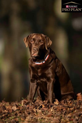 CH. Newton des Landes d'Eole