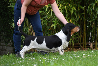 Étalon Basset Hound - Suzette des Cotes de la Saunade