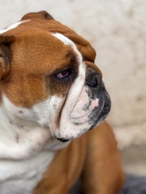 Étalon Bulldog Anglais - U Are The Rose Des éclats De Cassiopée