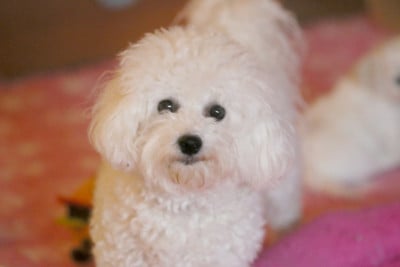 Tennessee de la Felhotte