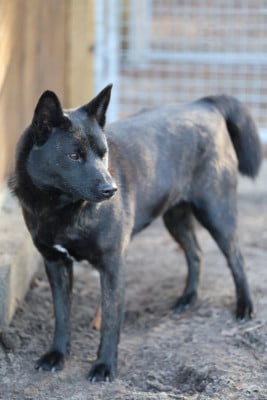 Étalon Kai - Kagura go fuurinkazan