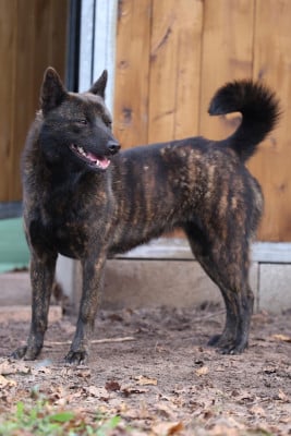 Étalon Kai - Nippon'ai Ui kouseki go