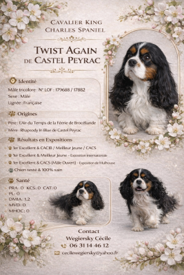 Étalon Cavalier King Charles Spaniel - Twist again De castel peyrac