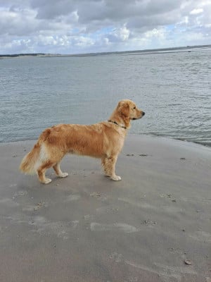 The power-of-love Des Chants De La Campagne