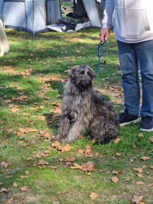 Étalon Berger des Pyrenees à poil long - U'aspin Soum De Matte Du Pla D'Adet