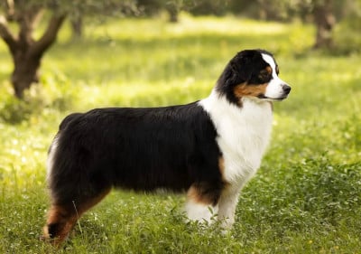 Étalon Berger Australien - Kodaline Undisclosed desire