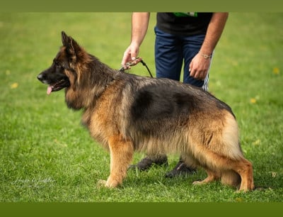 Étalon Berger Allemand - Ulala Casa De Nall