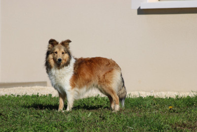 Étalon Shetland Sheepdog - Topaze Des Petites Lucioles